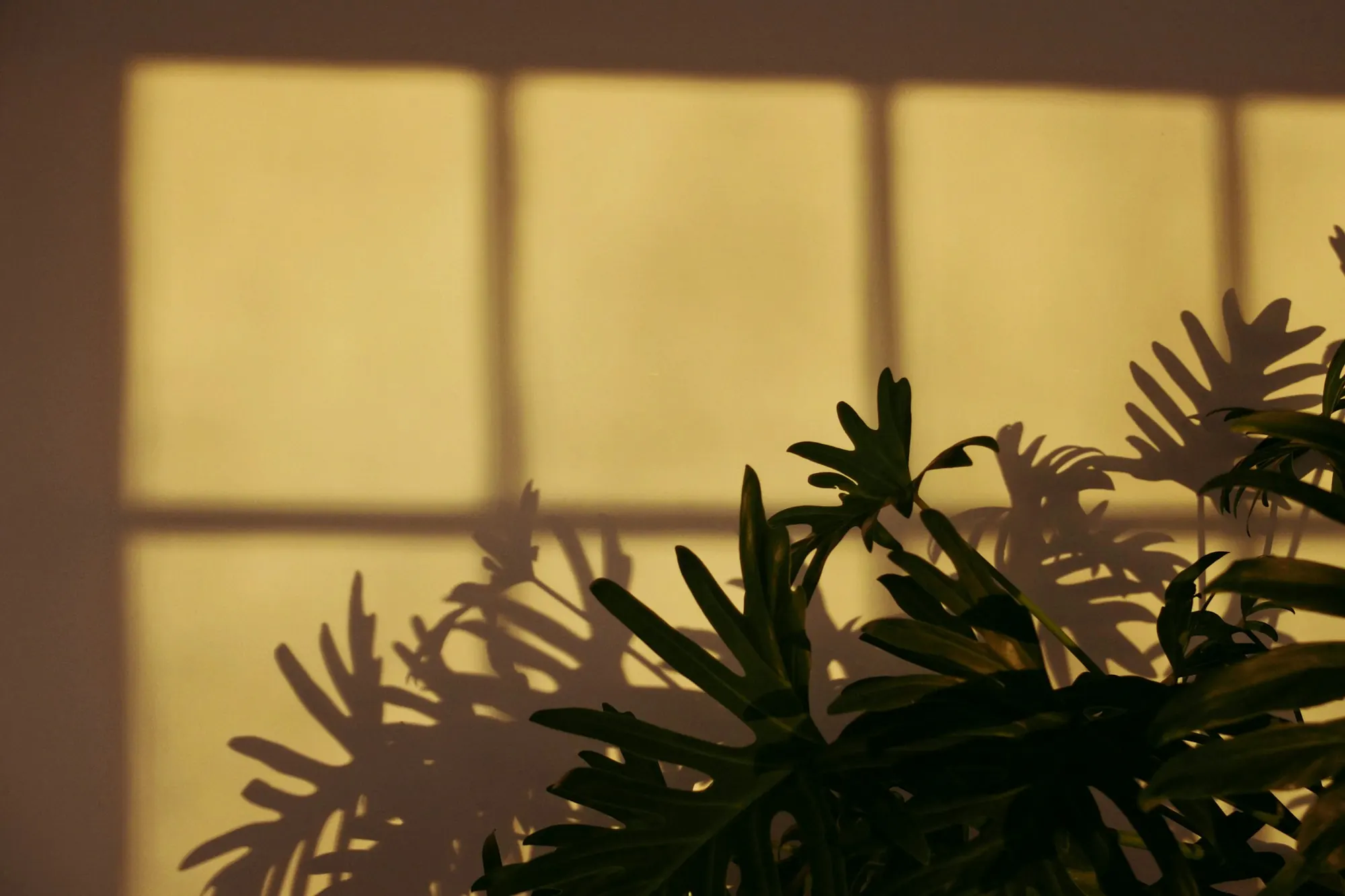 Ombre d’une fenêtre à croisillons et d’un philodendron sur un mur ocre, au soleil couchant.